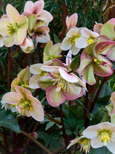 products/Hellebore2.jpg